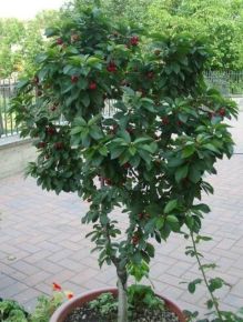 Törpe cseresznye PRUNUS AVIUM GARDEN BING TÖRPE GYÜMÖLCSFA K35
