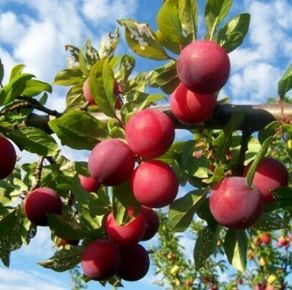 Santa Rosa japán szilva PRUNUS SALICINA SANTA ROSA 14/16 K90