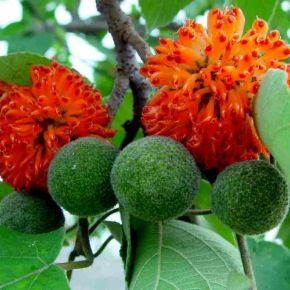 papíreperfa BROUSSONETIA PAPIRIFERA 180/+ K12