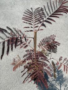Csokoládé selyemakác   ALBIZIA JULIBRISSIN SUMMER CHOCOLATE 150/200+ K7,5