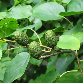 Szívlevelű éger ALNUS CORDATA 12/14 K35