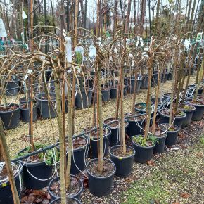 Csüngő borsófa  CARAGANA ARBORESCENS PENDULA T100 K10,5