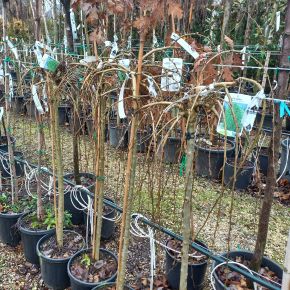 Csüngő borsófa   CARAGANA ARBORESCENS PENDULA WALKER T100 K10,5