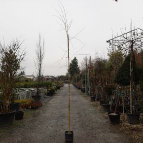 Szomorúfűz    SALIX ALBA TRISTIS 200/250 K9