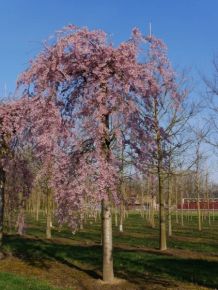 Csüngő díszcseresznye PRUNUS SUBHIRTELLA PENDULA RUBRA T140/160 K6