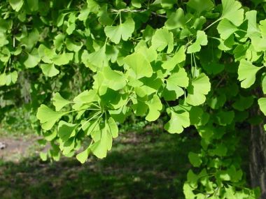 Páfrányfenyő GINKGO BILOBA K6