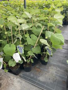 Izabella csemegeszőlő VITIS VINIFERA ISABELLA (KÜLÖNLEGES CSEMEGE) K2