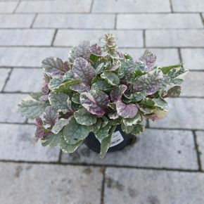 Indás ínfű AJUGA REPTANS BURGUNDY GLOW CS13
