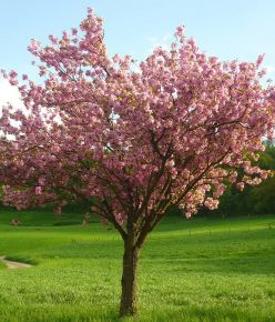 Japán díszcseresznye PRUNUS SERRULATA KANZAN T140/160 K6