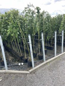Csüngő barkafűz    SALIX CAPREA KILMARNOCK T150 K6
