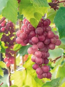 CsemegeszőlőVITIS VINIFERA SWENSON RED (KÜLÖNLEGES CSEMEGE) K2