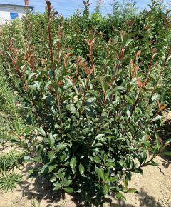 Örökzöld korallberkenye  PHOTINIA FRASERI ROBUSTA COMPACTA 80/100*