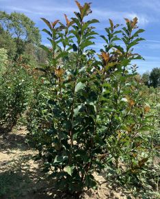 Örökzöld korallberkenye PHOTINIA FRASERI MAGICAL VOLCANO 100/125*