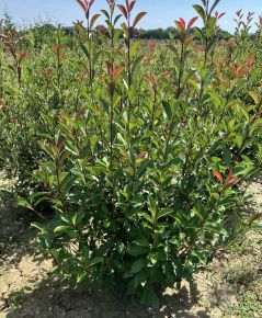 Örökzöld korallberkenye  PHOTINIA FRASERI ROBUSTA COMPACTA 125/150*