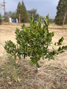 Magyal ILEX MUTCHAGARA NELLIE R. STEVENS MINI TÖRZS*