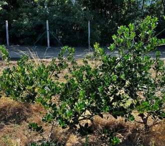 Közönséges magyal ILEX AQUIFOLIUM J.C VAN TOL 60/80*