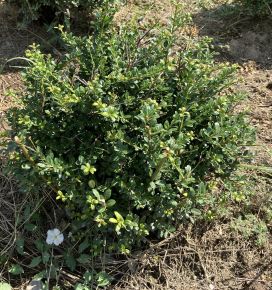 Csipkéslevelű magyal ILEX CRENATA GREEN GLOSS 20/30 GÖMB*