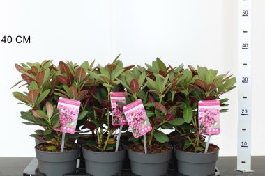 Rhododendron    RHODODENDRON WINE AND ROSES 15/20 CS13
