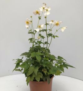 Szellőrózsa ANEMONE HUPEHENSIS PRETTY LADY MARIA CS15