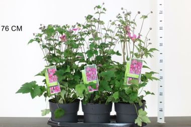 Szellőrózsa ANEMONE HUPEHENSIS PRINZ HEINRICH K2