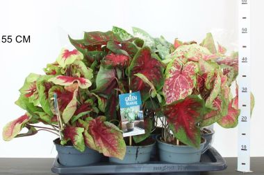 tarkalevélCALADIUM 40/50 CS17
