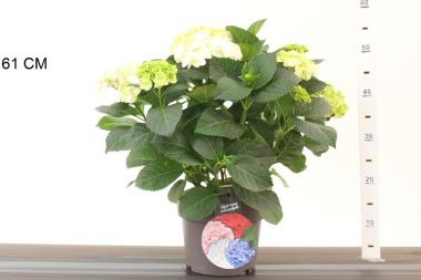 Kerti hortenzia  HYDRANGEA MACROPHYLLA CAIPIRANNA K4