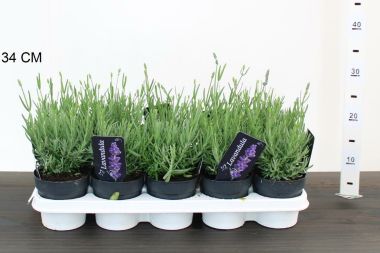 Levendula LAVANDULA ANGUSTIFOLIA CS12