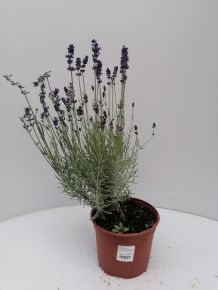 Levendula  LAVANDULA ANGUSTIFOLIA HIDCOTE K2