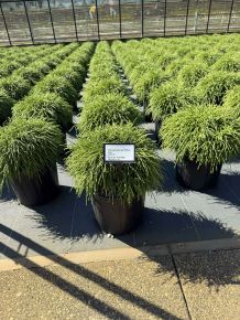 Szavára álciprus   CHAMAECYPARIS PISIFERA FILIFERA NANA 30/35 K8