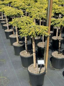 Közönséges boróka    JUNIPERUS COMMUNIS GOLDSCHATZ T60 K15