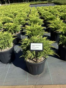 Arany boróka bonsai JUNIPERUS MEDIA OLD GOLD 30/40 K8