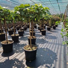 picurka csemegeszőlőVITIS VINIFERA PICURKA (KÜLÖNLEGES CSEMEGE) T80 K35