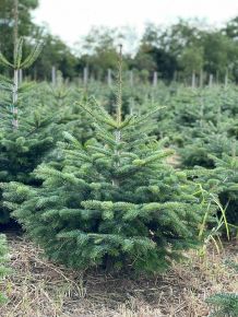 Kaukázusi jegenyefenyő   ABIES NORDMANNIANA 80/100 FL