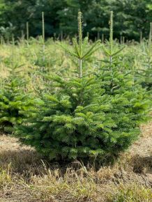 Kaukázusi jegenyefenyő   ABIES NORDMANNIANA 100/125 FL