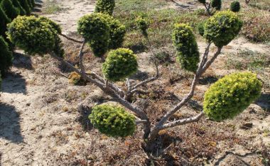 Sárgalombú tiszafa  TAXUS BACCATA REPANDENS AUREA BONSAI 100/125 K60