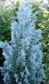 Kék oregoni hamisciprus  CHAMAECYPARIS LAWSONIANA VAN PELT'S BLUE 80/100 K18
