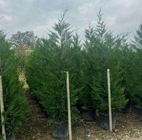 Leyland ciprus  CUPRESSOCYPARIS LEYLANDII 175/200 K25