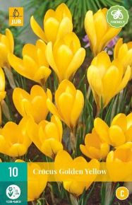 Krókusz VIRÁGHAGYMA CROCUS GOLDEN YELLOW 10DB/CSOMAG JUB 307360