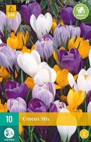 Krókusz VIRÁGHAGYMA CROCUS LARGE FLOWERING MIX 10DB/CSOMAG JUB 307510