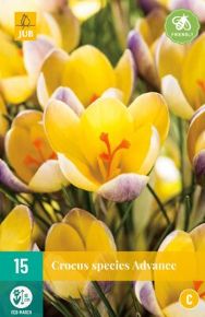 Krókusz VIRÁGHAGYMA CROCUS ADVANCE 15DB/CSOMAG JUB 307570