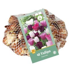 Virághagyma Tulipán