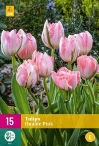 Virághagyma Tulipán