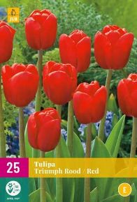 Virághagyma Tulipán