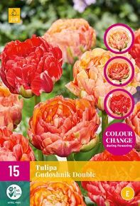 Virághagyma Tulipán