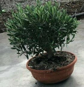 Olajfa   OLEA EUROPEA BONSAI TÁLBAN CS23
