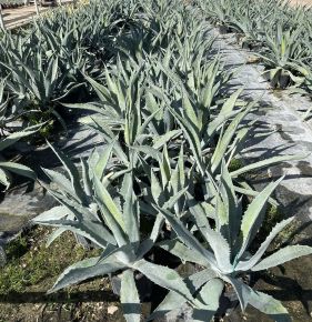 Közönséges agávé AGAVE AMERICANA K5