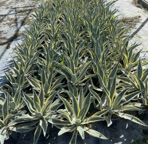 Közönséges agávé  AGAVE AMERICANA MARGINATA K5