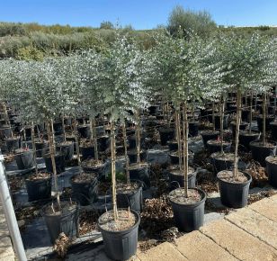 Havasi eukaliptusz EUCALYPTUS GUNNII AZURA T1/2 K30