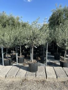 Olajfa   OLEA EUROPAEA T1/2 K30