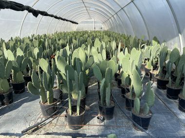 Fügekaktusz OPUNTIA FICUS INDICA K10